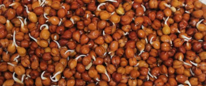 ਪ੍ਰੋਟੀਨ ਨੂੰ ਪਚਣ ਵਿੱਚ ਸਮਾਂ ਲੱਗਦਾ ਹੈ, ਜੋ ਭੁੱਖ ਦੇ ਹਾਰਮੋਨਸ ਦਾ ਪੱਧਰ ਘੱਟ ਕਰਦਾ ਹੈ। ਚਨਾ ਸਪਾਉਟ ਬੀ-ਵਿਟਾਮਿਨ ਨਾਲ ਵੀ ਭਰਪੂਰ ਹੁੰਦਾ ਹੈ। ਇਹ ਤੁਹਾਡੇ ਲਈ ਸੰਪੂਰਣ ਨਾਸ਼ਤਾ ਹੈ।