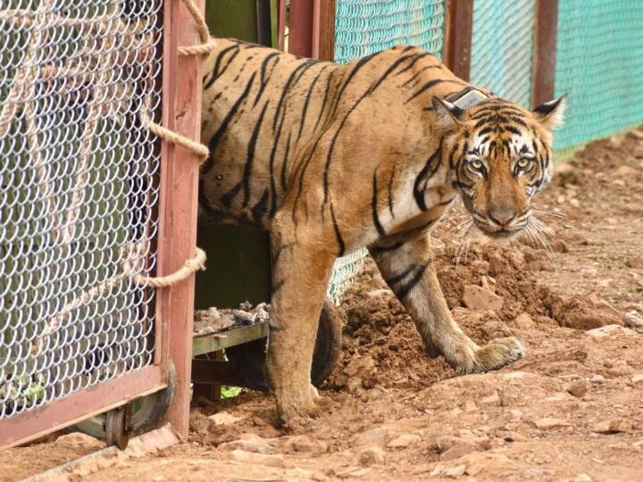 Bundi News: बूंदी में लगातार बारिश से बाघिन टी-102 की आजादी में देरी, इस वजह से ट्रेकिंग में बढ़ी परेशानी Bundi delayed in freedom of tigress T-102 due to rain trouble in trekking of tiger Vishdhari Tiger Reserve ANN Bundi News: बूंदी में लगातार बारिश से बाघिन टी-102 की आजादी में देरी, इस वजह से ट्रेकिंग में बढ़ी परेशानी