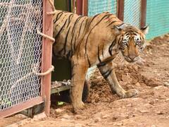 बूंदी में लगातार बारिश से बाघिन टी-102 की आजादी में देरी, कीचड़ से बाघ की ट्रेकिंग में परेशानी