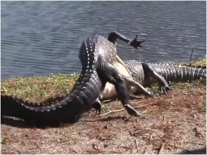 two dangerous crocodile fights video viral on social media Viral Video: दो मगरमच्छों के बीच हुई भयानक लड़ाई, पहले जमीन और फिर पानी में भिड़े दोनों 'राक्षस'
