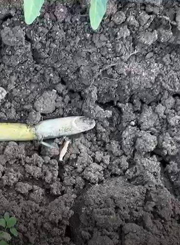 पावसानं दडी मारल्यानं पिकं संकटात