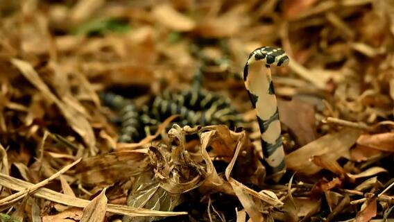 Projetc King Kobra : కింగ్ కోబ్రాలను కాపాడుతున్న ఈస్టర్న్ ఘాట్ వైల్డ్ లైఫ్ సొసైటీ | DNN | ABP Desam