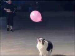 बच्चों की तरह गुब्बारे से खेलता है ये डॉगी, देखिए क्यूट वीडियो