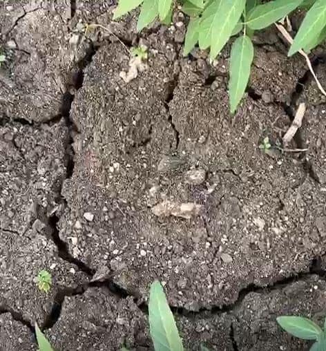 15 दिवसापासून नांदेड जिल्ह्यात पावसाची दडी