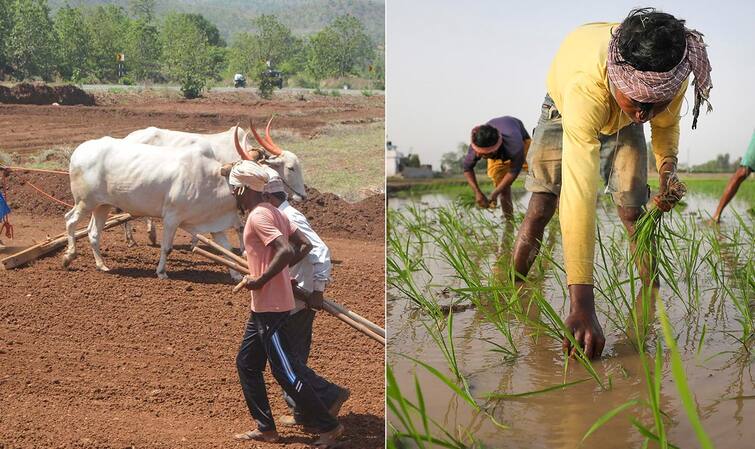 Kharif Crops: There may be a decline in the production of Kharif crops after 6 years, see what is the reason Kharif Crops: 6 વર્ષ પછી પ્રથમ વખત ખરીફ પાકના ઉત્પાદનમાં થઈ શકે છે ઘટાડો, જાણો શું છે કારણ