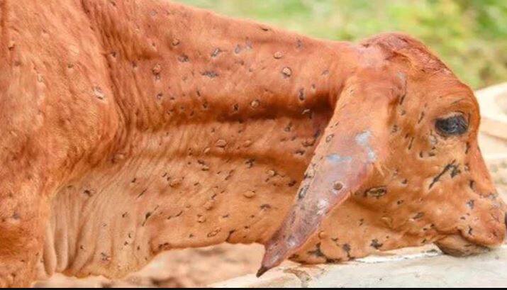 Lumpy Virus : 15 to 20 percent decline in Milk production in Punjab, daily loss of crores to Animal husbandry Lumpy Virus : ਪੰਜਾਬ 'ਚ ਦੁੱਧ ਦੀ ਪੈਦਾਵਾਰ 'ਚ 15 ਤੋਂ 20 ਫੀਸਦੀ ਦੀ ਗਿਰਾਵਟ, ਪਸ਼ੂ ਪਾਲਕਾਂ ਨੂੰ ਰੋਜ਼ਾਨਾ ਕਰੋੜਾਂ ਦਾ ਨੁਕਸਾਨ