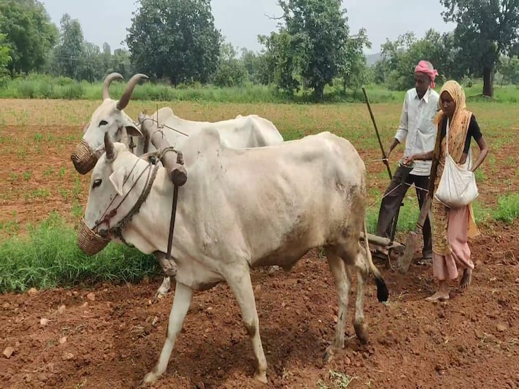 Chhota Udepur News farmers of Chhota Udepur district have not received compensation for the damage caused due to heavy rains CHHOTA UDEPUR : દોઢ મહિનો થવા છતાં ખેડૂતોને નથી મળ્યું અતિવૃષ્ટિ સામે નુકસાનનું વળતર, ગરીબ ખેડૂતો મુશ્કેલીમાં મૂકાયા