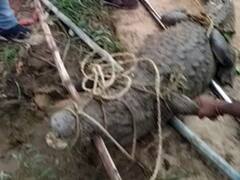 धौलपुर में बाढ़ का पानी उतरा, ट्यूबवेल की सफाई के दौरान दिखा बड़ा मगरमच्छ, लोगों के उड़े होश