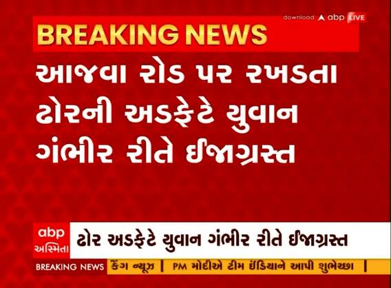 Vadodara: રખડતા ઢોરનો ત્રાસ યથાવત, ઢોરની અડફેટે યુવાન ગંભીર રીતે ઈજાગ્રસ્ત