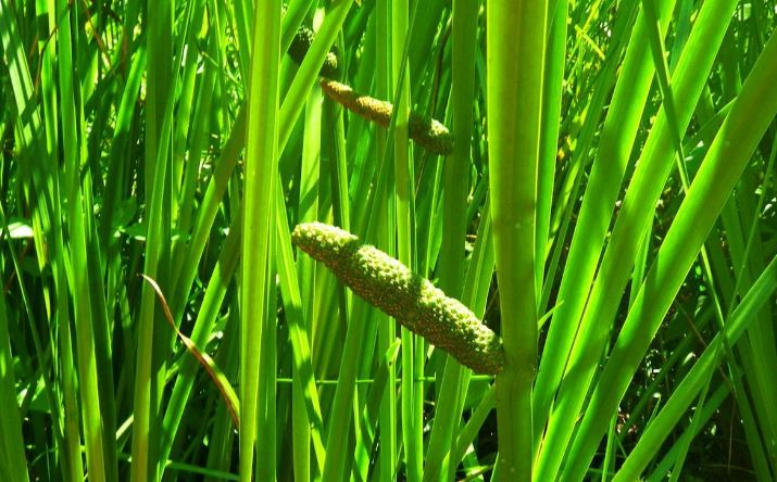 Sweet Flag Farming: બાજરી જેવા દેખાતા આ છોડની નકામી ભેજવાળી જમીનમાં કરવામાં આવે છે ખેતી, ખેડૂતોને ઓછા મહેનતે થાય છે લાખોની આવક