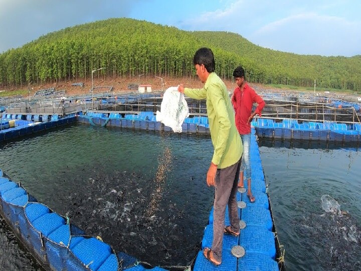 Fish Farming: तालाब नहीं है तो पिंजरे में भी पाल सकते हैं मछली, इस तरह कम खर्च में मिलेगी जबरदस्त आमदनी