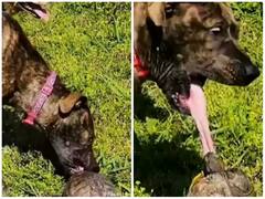 कछुए से मस्ती करना कुत्ते को पड़ा भारी, जबरदस्त अंदाज में सिखाया सबक