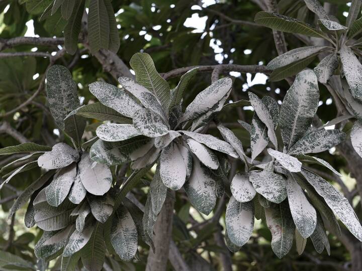 उन्होंने कहा कि दोनों सोसायटी और आसपास के इलाकों में पेड़-पौधों पर पानी छिड़का जा रहा था, जबकि सड़कों की भी धुलाई की जा रही थी. माहेश्वरी ने कहा कि ध्वस्त हो चुके टावर के मलबे का संपूर्ण निरीक्षण करने के बाद गैस, बिजली और पानी की आपूर्ति बहाल कर दी गई.