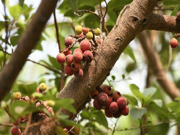 Herbal Farming: किसानों की आय बढ़ा रहा है पहाड़ी अंजीर 'बेडू', PM ने कहा था- 'प्रकृति का वरदान है ये संजीवनी