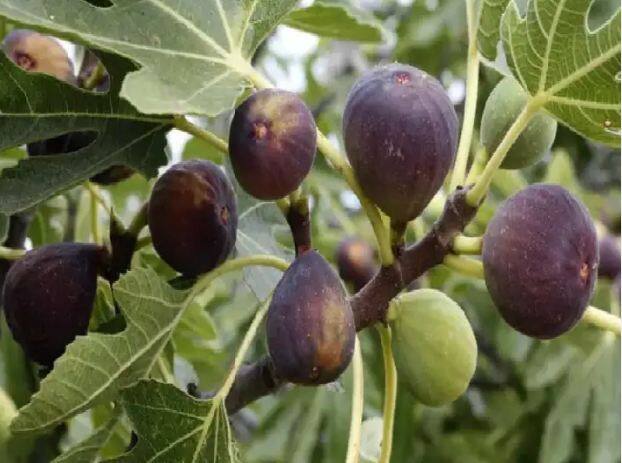 Herbal Farming: Mountain fig 'Bedu' is increasing the income of farmers, PM said - 'It is a blessing of nature' Herbal Farming: ਪਹਾੜੀ ਅੰਜੀਰ 'ਬੇਦੂ' ਵਧਾ ਰਹੀ ਹੈ ਕਿਸਾਨਾਂ ਦੀ ਆਮਦਨ,PM ਪ੍ਰਧਾਨ ਮੰਤਰੀ ਨੇ ਕਿਹਾ- 'ਇਹ ਕੁਦਰਤ ਦਾ ਵਰਦਾਨ ਹੈ'