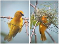 तिनके-तिनके को जोड़कर अपना घर बनाती दिखी चिड़िया, दिल जीत लेगा वीडियो
