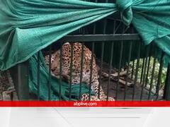 एक महीने की कड़ी मशक्कत के बाद अयोध्या में वन विभाग को मिली सफलता, तेंदुए को ट्रैप कर पिंजरे में किया कैद