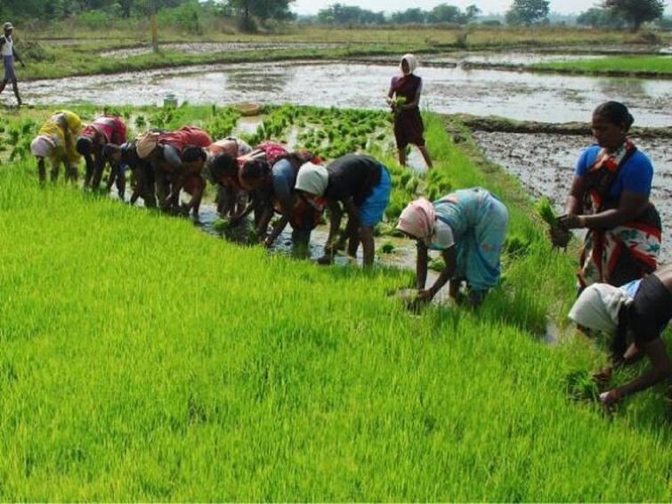 Delta samba rice cultivation productivity tips in thanjavur TNN கழனியை நிரப்பும் டெல்டாவில் சம்பா சாகுபடி பணிகள் மகசூல் அதிகம் பெற இதை செய்யுங்க