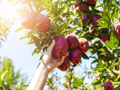 महाराष्ट्र में शिमला-कश्मीर वाले सेब की खेती करते हैं ये किसान, इस खास तकनीक से मिल रही है अपार सफलता