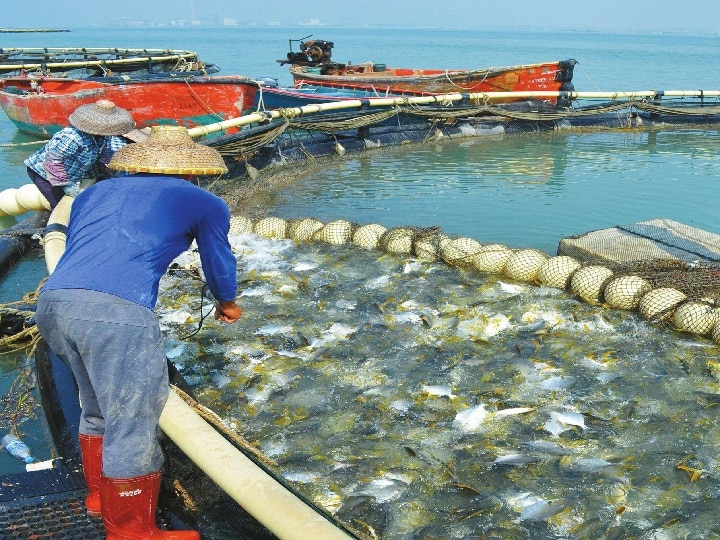 Fish Farming: तालाब नहीं है तो पिंजरे में भी पाल सकते हैं मछली, इस तरह कम खर्च में मिलेगी जबरदस्त आमदनी