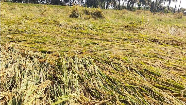 Tiruvarur district Due to heavy rain in paddy crops in an area of 2000 acres were submerged in rain water TNN திருவாரூரில் மழையால் சேதமடைந்த நெல் பயிர்கள் - விவசாயிகள் கவலை