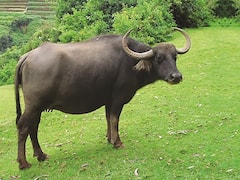 कम समय में ही किसानों का मुनाफा बढ़ा देगी टोडा नस्ल की भैंस, एक ब्यांत में देगी 500 लीटर तक दूध