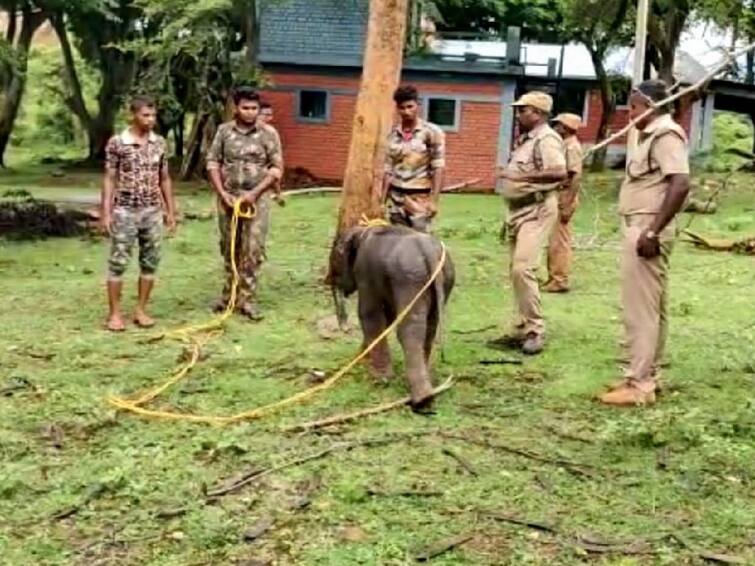 The forest department rescued the baby elephant that had been washed away in the river and tried to reunite it with its mother in Nilgiris Watch Video: என் அம்மாவ காணோம்! ஆற்றில் அடித்து வரப்பட்ட யானைக்குட்டி! தாயை தேடும் வனத்துறை!