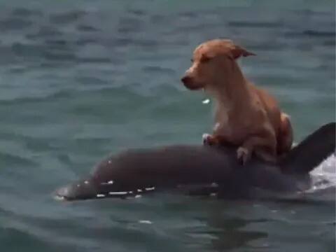 Cute Animal Video: ਕੁੱਤੇ ਨੂੰ ਆਪਣੀ ਪਿੱਠ 'ਤੇ ਬੈਠਾ ਕੇ ਤੈਰਦੀ ਦਿਖੀ ਡਾਲਫਿਨ, ਇੱਕ ਦੂਜੇ ਵਿੱਚ ਪਿਆਰ ਦੇਖ ਕੇ ਹੋ ਜਾਵੋਗੇ ਭਾਵੁਕ Cute Animal Video: ਕੁੱਤੇ ਨੂੰ ਆਪਣੀ ਪਿੱਠ 'ਤੇ ਬੈਠਾ ਕੇ ਤੈਰਦੀ ਦਿਖੀ ਡਾਲਫਿਨ, ਇੱਕ ਦੂਜੇ ਵਿੱਚ ਪਿਆਰ ਦੇਖ ਕੇ ਹੋ ਜਾਵੋਗੇ ਭਾਵੁਕ