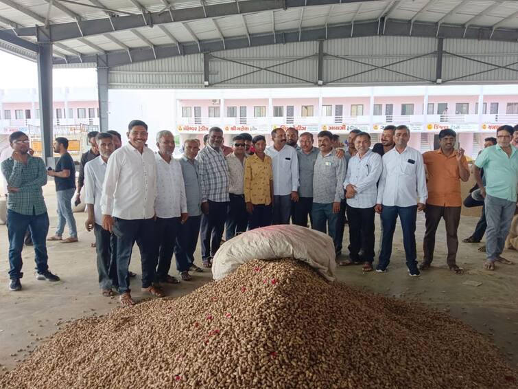 Surendranagar News farmers get highest price for first season cotton in Dhrangadhra APMC SURENDRANAGAR : ધ્રાંગધ્રા APMCમાં સિઝનના પ્રથમ કપાસ અને મગફળીનો ભાવ સૌથી ઉંચો મળતા ખેડૂતોમાં આનંદ, જાણો એક મણ કપાસના કેટલા રૂપિયા અપાયા