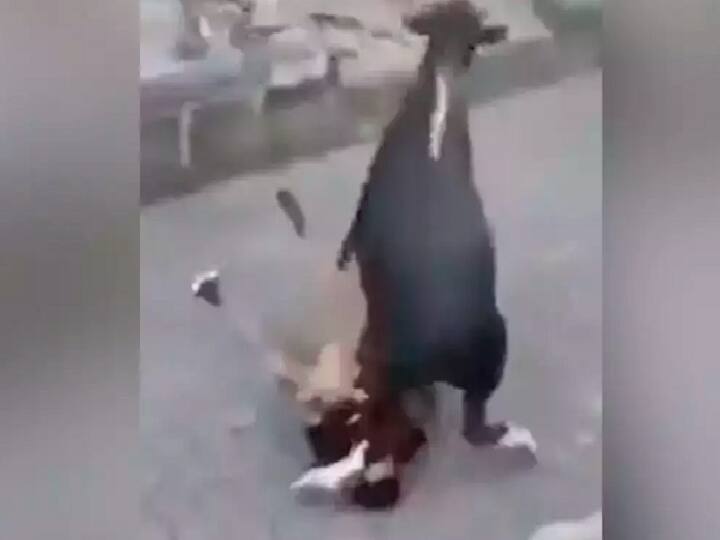 Bull tramples man and attacks him mercilessly in viral video - Watch here Video : அடக்க வந்த இளைஞரை அடித்துத்துவைத்த காளை: வைரல் வீடியோ..