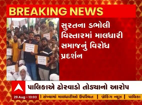 સુરતઃ ઢોરવાડો તોડીને પશુઓને લઈ જવાના આરોપસર માલધારી સમાજે કર્યુ ઉગ્ર વિરોધ પ્રદર્શન, જુઓ વીડિયો