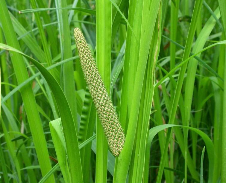 Farmers can earn lakhs of Rupees through Sweet Flag Cultivation details here Sweet Flag Farming: બાજરી જેવા દેખાતા આ છોડની નકામી ભેજવાળી જમીનમાં કરવામાં આવે છે ખેતી, ખેડૂતોને ઓછા મહેનતે થાય છે લાખોની આવક