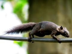 राजस्थान के सबसे बड़े जंगल में पहली बार दिखी अनोखी गिलहरी, तस्वीरें आईं सामने