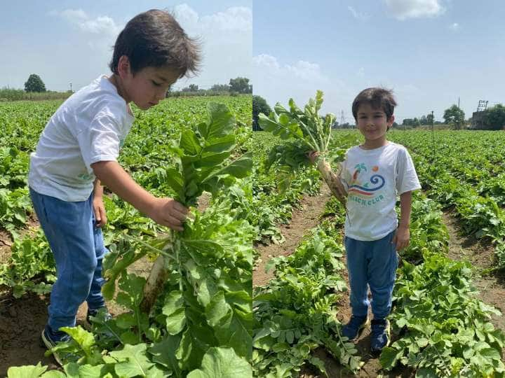 Taimur Photos: तैमूर खुद खेतों में जाकर ताजा-ताजा मूली तोड़कर लाए हैं. लंच की पूरी जिम्मेदारी इन नन्हें हाथों को सौप दी गईं थी.