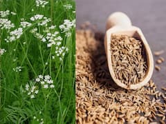 जीरा बिना अधूरा है भारतीय खाने का स्वाद, जानें बुवाई से लेकर कमाई का हिसाब!