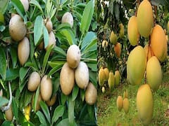 Fruit Orchards In India: भारत के इन 10 राज्य में होती है सबसे स्वादिष्ट फलों की खेती, पूरी दुनिया में रहती है डिमांड