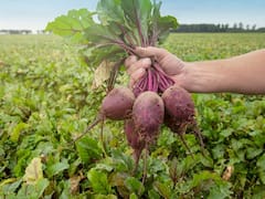 300 क्विंटल तक उत्पादन और मोटी कमाई के लिए शुरू करें चुकंदर की खेती, 3 महीने के अंदर बदल जायेगी जिंदगी