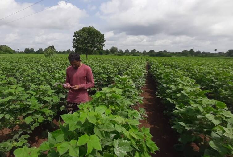 Agriculture News: Pink bollworm shown in cotton crop in Gujarat know how to control Pink Bollworm: કપાસના પાકમાં ગુલાબી ઈયળ આવવાની થઈ શરૂઆત, આ રીતે કરો નિયંત્રણ