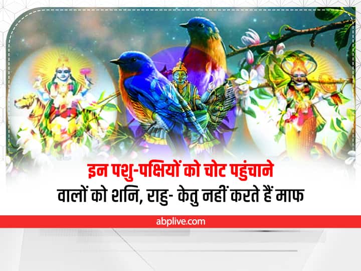 dog parrot sparrow and these animal birds Do not harm Saturn Shani Dev Rahu Ketu become very angry Astrology: इन पशु-पक्षियों को भूलकर भी न पहुचाएं चोट, शनि, राहु, केतु और मंगल हो जाते हैं भयंकर नाराज