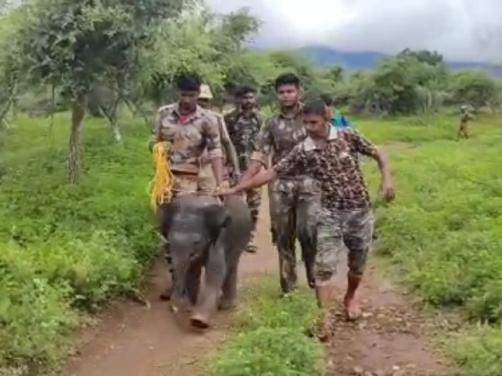 ஆற்றில் அடித்து வரப்பட்ட யானை குட்டி தாயுடன் சேர்ந்தது -  நெகிழ்ச்சி வீடியோ