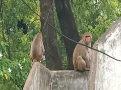 Nanded: महिला विहिरीवर पाणी भरण्यासाठी गेली असतानाच मागून आलेल्या वानराने दिला धक्का आणि...