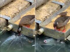 Watch: ਮੱਛੀਆਂ ਨੂੰ ਦਾਣਾ ਖੁਆਉਂਦੇ ਨਜ਼ਰ ਆਈ ਬੱਤਖ, ਕਦੇ ਨਹੀਂ ਦੇਖਿਆ ਹੋਵੇਗਾ ਜਾਨਵਰਾਂ ਵਿੱਚ ਅਜਿਹਾ ਪਿਆਰ! ਦਿਲ ਨੂੰ ਛੂਹ ਜਾਵੇਗੀ ਇਹ ਵੀਡੀਓ