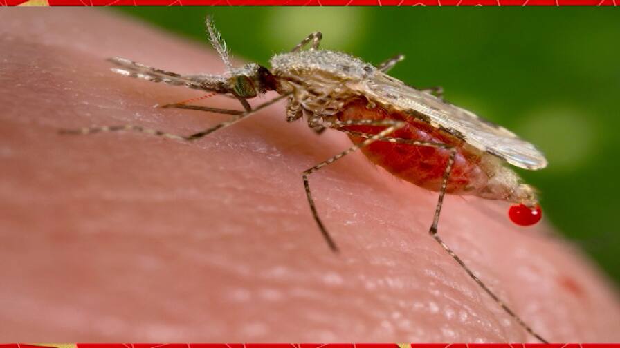 Malaria Cases Are On The Rise In West Bengal Creating Anxiety Among Experts Malaria News: এপ্রিল থেকে জুন, দু'মাসে রাজ্যে দ্বিগুণ বাড়ল ম্যালেরিয়া আক্রান্তের সংখ্যা