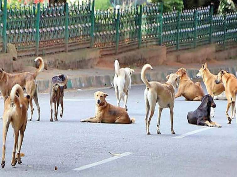 Dogs From This Gujarat Village Are So Rich That They Own Land Worth ₹5 Crore Gujarat: கோடிகளுக்கு அதிபதியாக வலம் வரும் தெருநாய்கள்! ரூ.5கோடிக்கு சொந்த நிலம்!