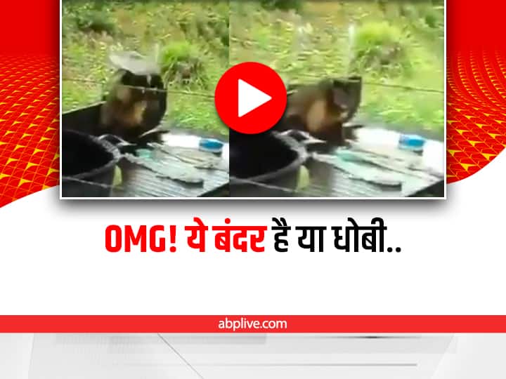 बंदर को धोबी की तरह कपड़े धोते देख नहीं रुकेगी आपकी हंसी, देखिए ये मजेदार Video monkey washing clothes like a washer man in funny style amazed netizens viral video on social media बंदर को धोबी की तरह कपड़े धोते देख नहीं रुकेगी आपकी हंसी, देखिए ये मजेदार Video