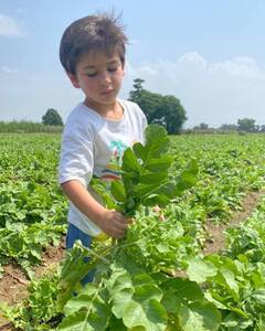 Pataudi Palace: लंच में मूली के पराठे बनाने के लिए खेतों से मूली तोड़ने निकले नन्हे Taimur, देखें टिम की क्यूट तस्वीरें