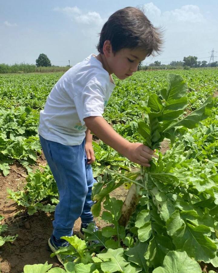 देखिए तो किस तरह करीना कपूर के लाडले चिराग तैमूर अली खान पटौदी पैलेस में खेतों के बीच घूमते नजर आ रहे हैं.