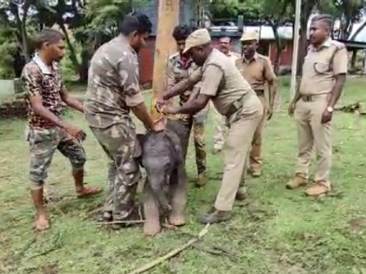 ஆற்றில் அடித்து வரப்பட்ட யானை குட்டி தாயுடன் சேர்ந்தது -  நெகிழ்ச்சி வீடியோ