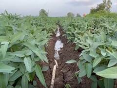 Aurangabad: गेल्या 23 दिवसांपासून पावसाचा खंड; शेतकऱ्यांची चिंता वाढली