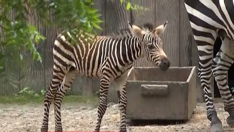 Alipore Zoo Update new Zebra kid Born visitors new attraction Alipore Zoo : সাদা-কালো ডোরাকাটা নতুন সদস্য, আলিপুর চিড়িয়াখানায় শাবক জেব্রার জন্ম